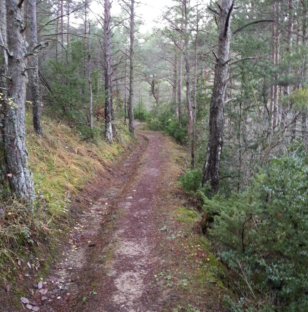 Imagen La Comarca de la Jacetania promueve un proyecto de Acondicionamiento de senderos